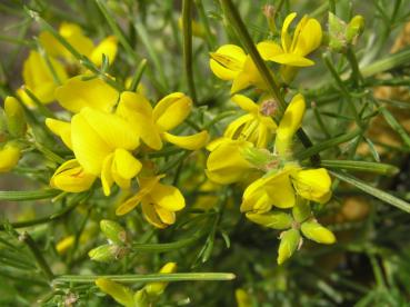 Genista radiata - Strahlenginster