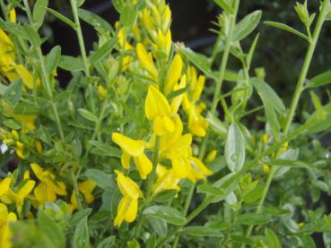 Färberginster Royal Gold - Genista tinctoria Royal Gold