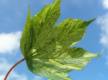 Acer pseudoplatanus Leopoldii - Vitbrokig tysklönn