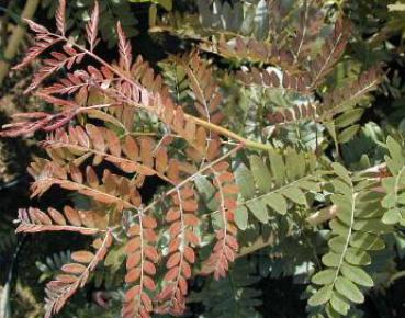 Gleditsia triacanthos Ruby Lace