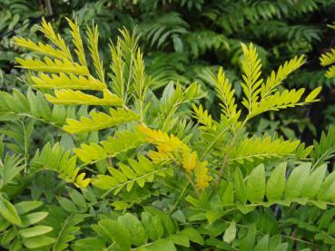 Gleditsia triacanthos Sunburst - Gold-Gleditschie