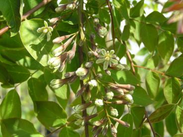 Kentucky Kaffeträd - Gymnocladus dioicus