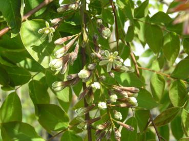 Gymnocladus dioicus - Geweihbaum