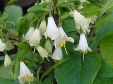 Halesia carolina