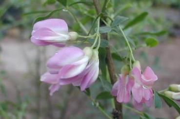 Salzstrauch - Halimodendron halodendron