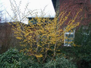 Hamamelis Arnold Promise - Zaubernuss Arnold Promise