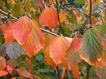 Die orange-roten Blätter der Zaubernuss Arnold Promise im Herbst