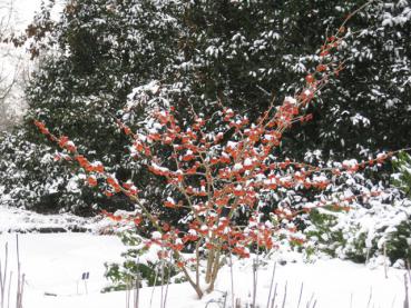 Die Zaubernuss Feuerzauber - Blüte im Schnee