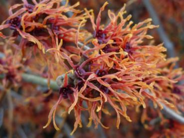 Hamamelis Jelena - Zaubernuss Jelena