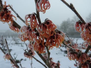 Vom Frost überhauchte Blüten der Zaubernuss Jelana