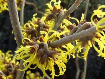 Zaubernuss Westerstede - Hamamelis Westerstede