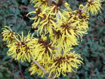 Hamamelis Westerstede