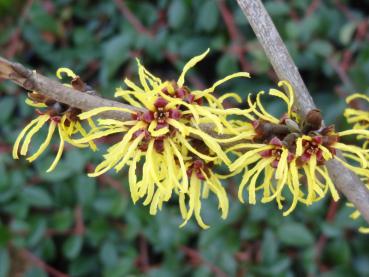 Hamamelis Westerstede