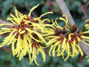 Hamamelis Westerstede