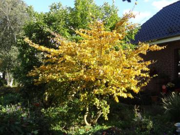 Hamamelis Westerstede im Herbstkleid