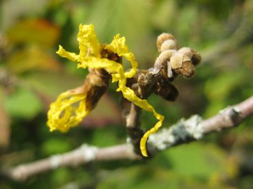 Nahaufnahme der gelben Blüte der Zaubernuss Westerstede