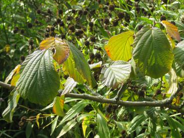 Beginnende Herbstfärbung bei Hamamelis Westerstede