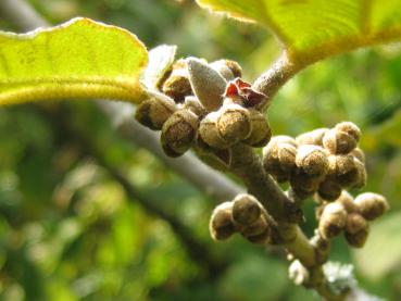 Knospen der Zaubernuss Westerstede