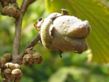 Frucht der Hamamelis Westerstede