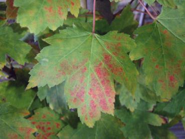 Rotahorn (Acer rubrum) - die rote Herbstfärbung beginnt