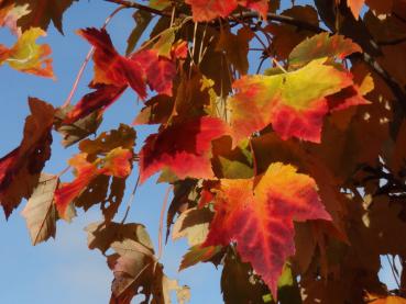 Leuchtende Farben im Herbst: der Rotahorn in Gelb und Rot