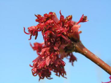 Rote Blüten des Rotahorns (Acer rubrum)