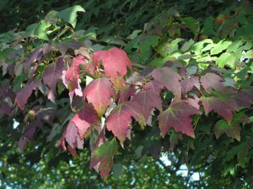 Die roten Blätter des Rotahorn (Acer rubrum) im Herbst