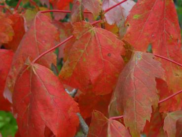 Schönes rotes Herbstlaub des Rotahorns