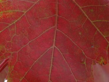 Acer rubrum: Detail der Herbstfärbung