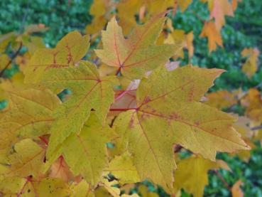 Gelegentlich bekommt Acer rubrum auch eine gelbe Herbstfärbung