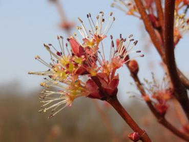 Die Blüten des Acer rubrum zeigen sich zart und filigran.