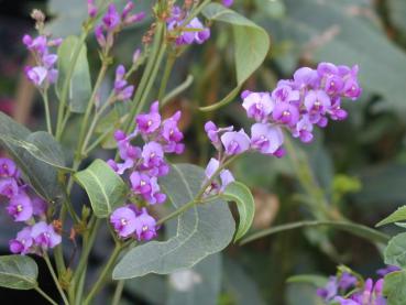 Korallenerbse, Hardenbergie - Hardenbergia violaceae