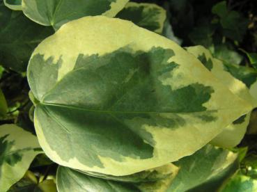 Hedera colchica Dentata Variegata - Buntblättriger Kaukasus-Efeu