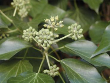 Strauchefeu - Hedera helix Arborescens