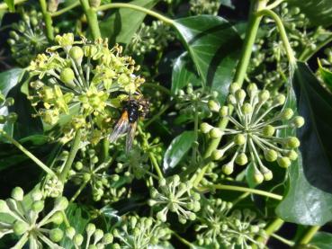 Besuch von Insekten bei der Blüte vom Strauchefeu