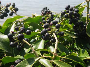 Strauchefeu mit schwarzen Beeren