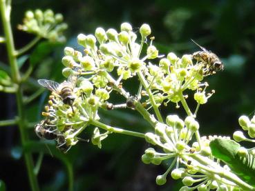 Gern von Insekten beflogen: Die Blüte vom Strauchefeu