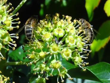 Der Strauchefeu - eine gute Bienenweide im Herbst
