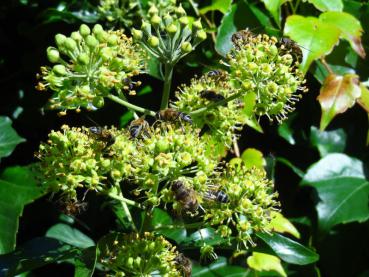 Der Strauchefeu bietet reichlich Pollen und Nektar im Herbst.