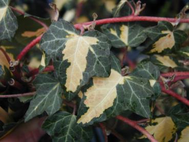 Gelbbunter Efeu - Hedera helix Goldheart