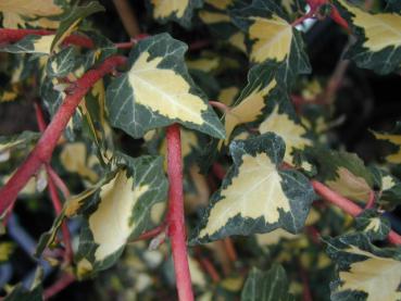 Gelbbunter Efeu, Hedera helix Goldheart