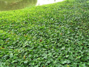 Großblättriger Efeu - Hedera helix Hibernica