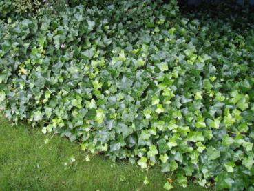 Immergrüner Bodendecker: Hedera helix Hibernica