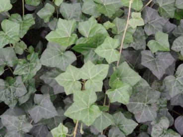 Hedera helix Hibernica