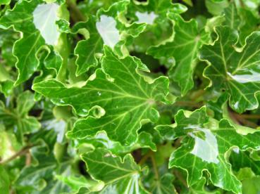 Hedera helix Ivalace - Krausblättriger Efeu Ivalace