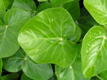 Hedera helix Ovata - Ovalblättriger Efeu Ovata