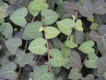 Hedera helix Ovata