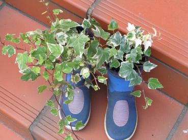 Hedera helix Variegata - Weißbunter Efeu