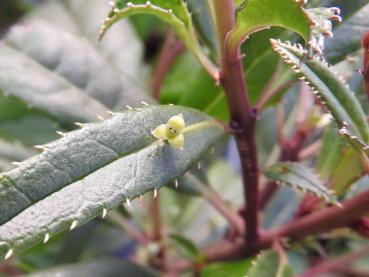 Helwingia chinensis - Helwingie, Chinesische