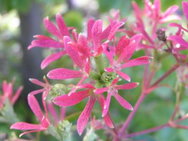 Rote Früchte der Sieben Söhne des Himmels Blume